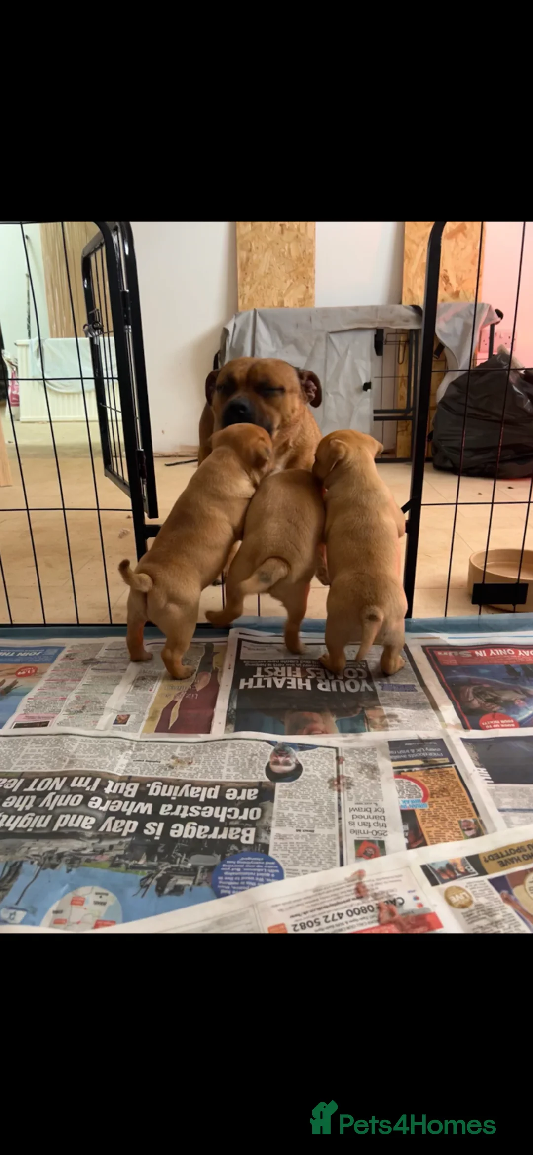 Staffordshire Bull Terrier dogs for sale: 1 lovely girl left-Red Staffordshire Bull Terrier  - Advert 2