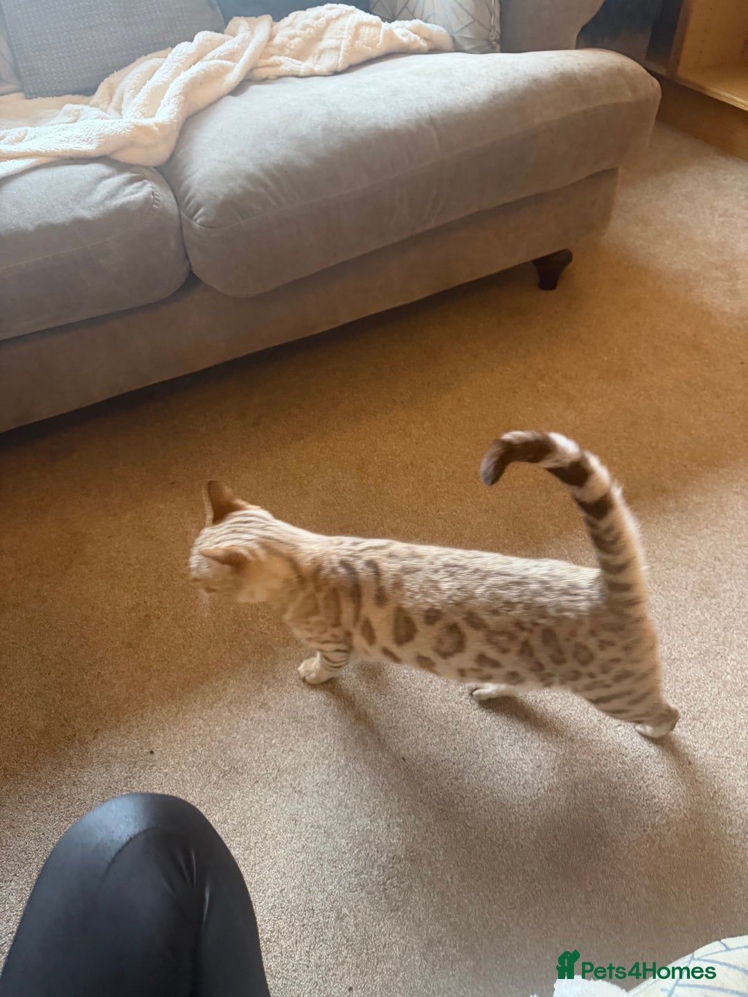 Bengal cats for sale: Tics active mink carrier of blue female  - Advert 5