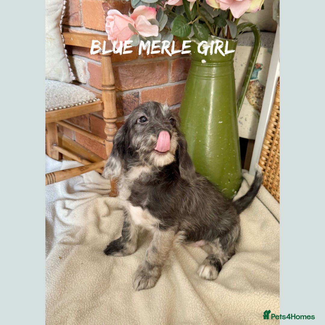 Mixed Breed dogs for sale: ☀️PERFECT POOGLES (beagleXminiature poodle)☀️ in Rhayader - Image 22