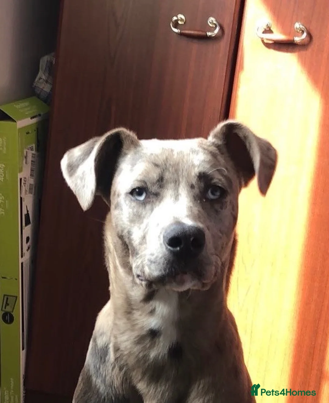 Mixed Breed dogs for sale: Ghost tri pocket bully cross  in Workington - Advert 1