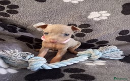 Miniature Pinscher dogs for sale: KC Reg Miniature Pinschers - Image 5