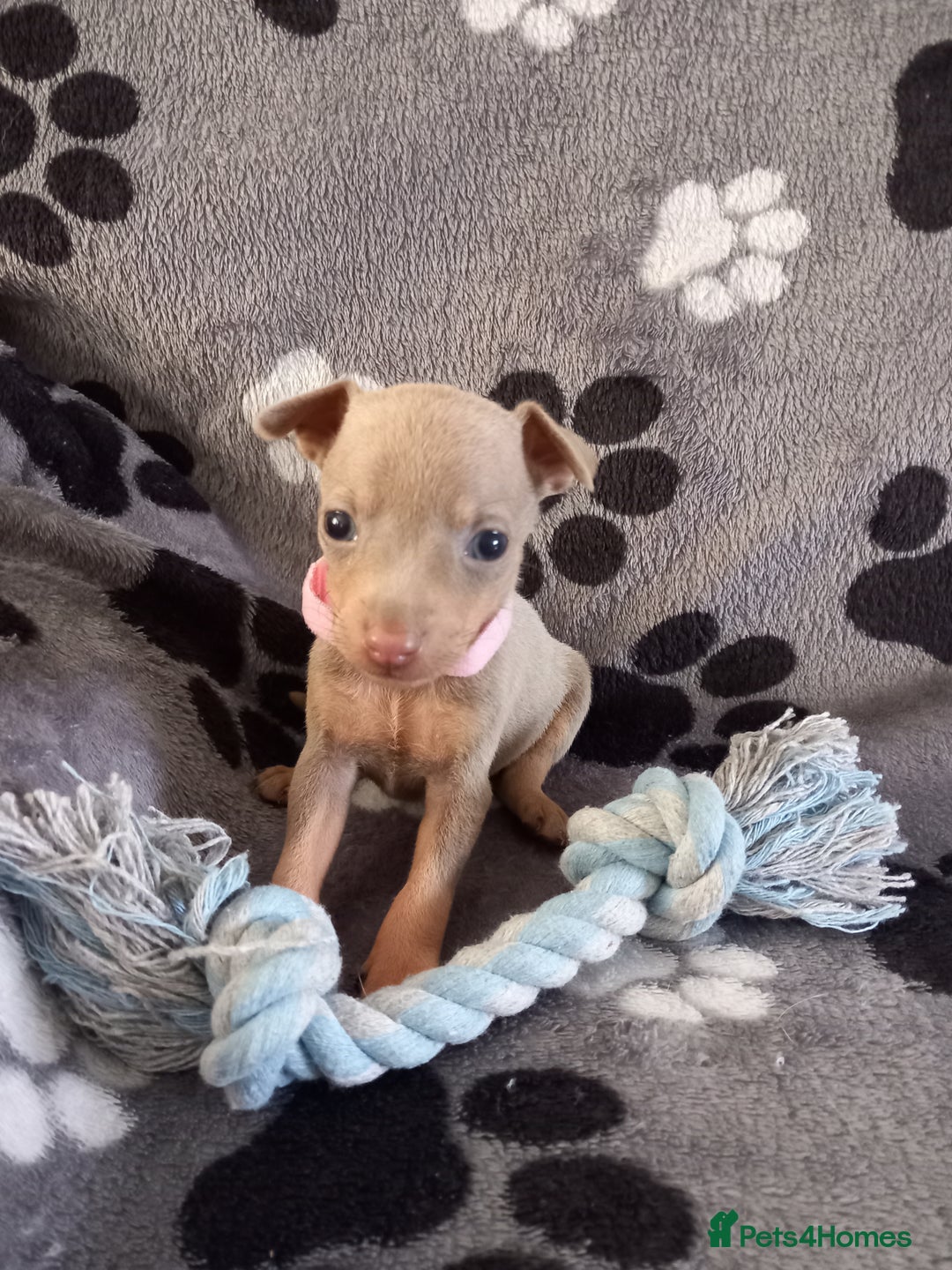 Miniature Pinscher dogs for sale: KC Reg Miniature Pinschers - Image 5