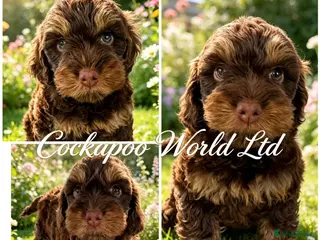 Cockapoo dogs ❤️ DNA CLEAR, Last beautiful girl ,Ready 5th June - Advert 11