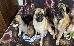 Pug dogs for sale: Beautiful Pure Pug Puppies 8 weeks old! 🐾 - Image 18