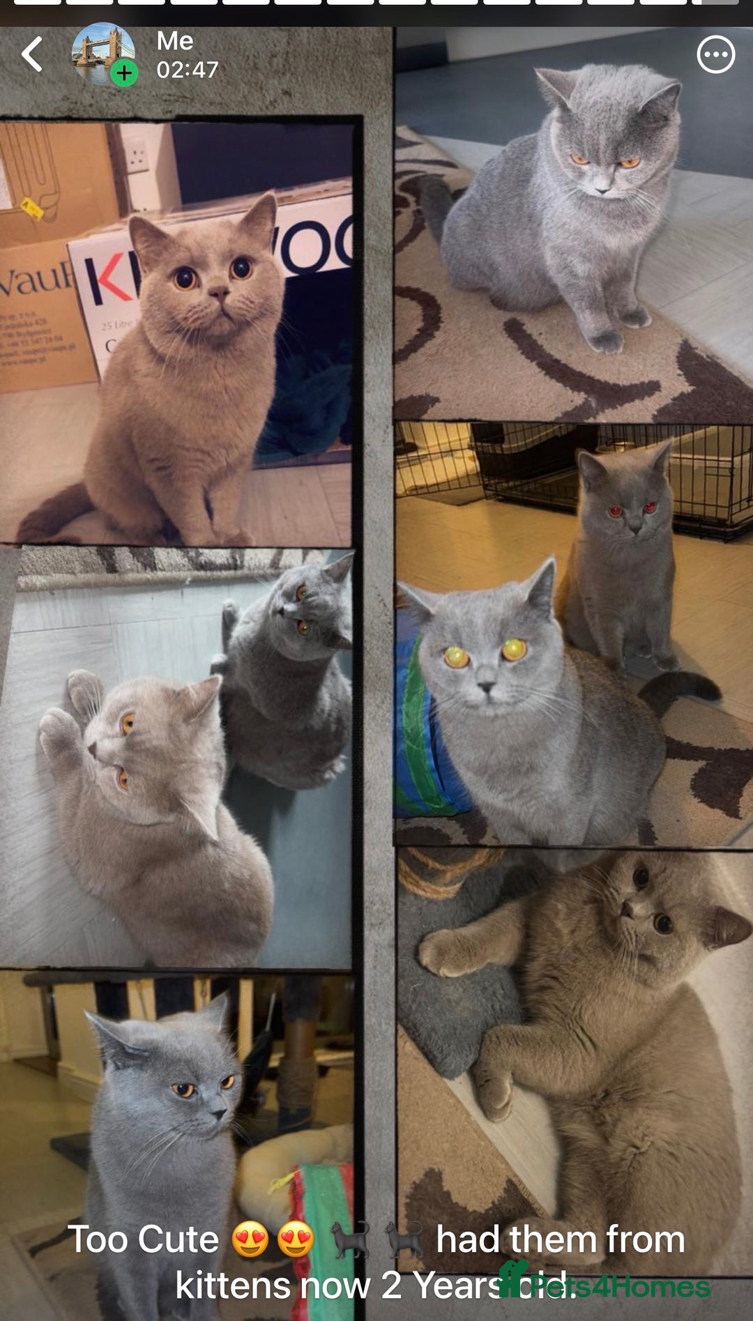 British Shorthair cats for sale: British short hair Cats - Advert 2