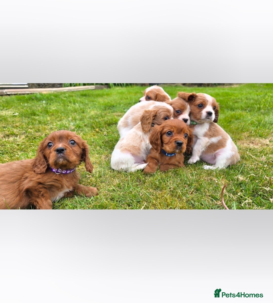 King Charles Spaniel dogs 6 beautiful King Charles Spaniels  - Advert 1