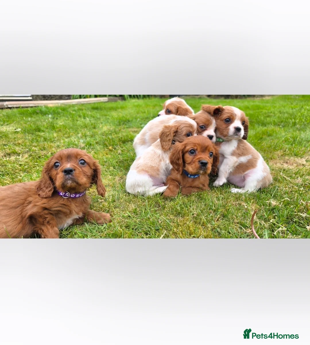 King Charles Spaniel dogs for sale: 6 beautiful King Charles Spaniels  - Advert 1