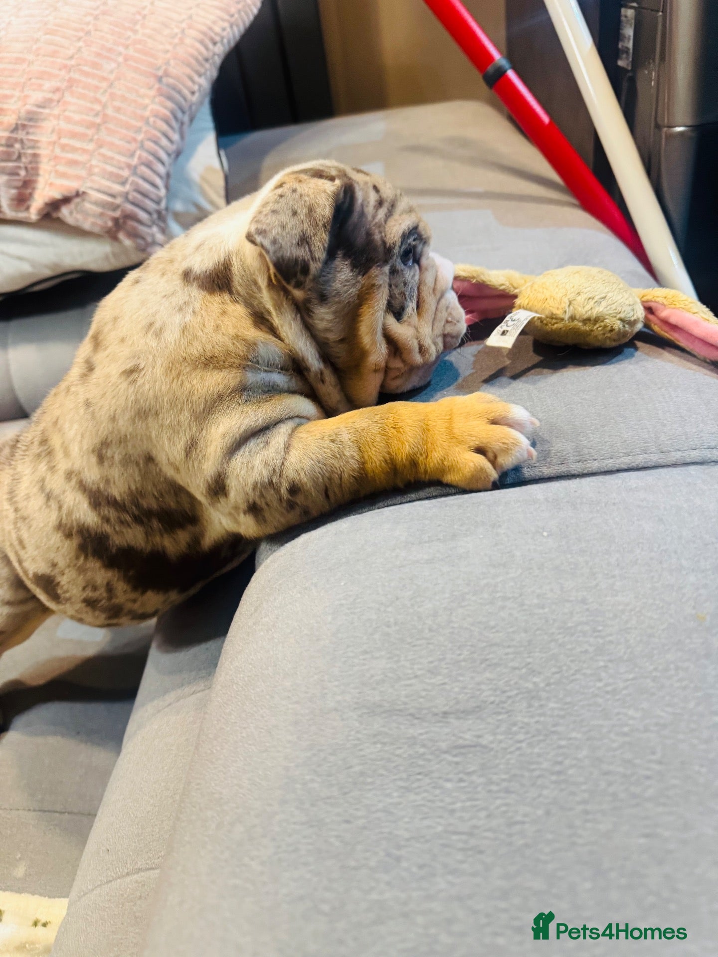English Bulldog dogs 🦁👑 Leo the King 🐶 👑  - Advert 2