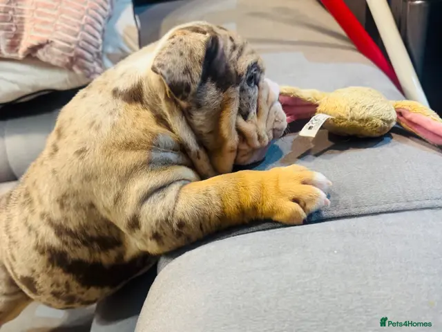 English Bulldog dogs for sale: 🦁👑 Leo the King 🐶 👑 - Advert 2
