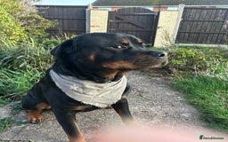 Rottweiler dogs for stud: For Stud - Image 3