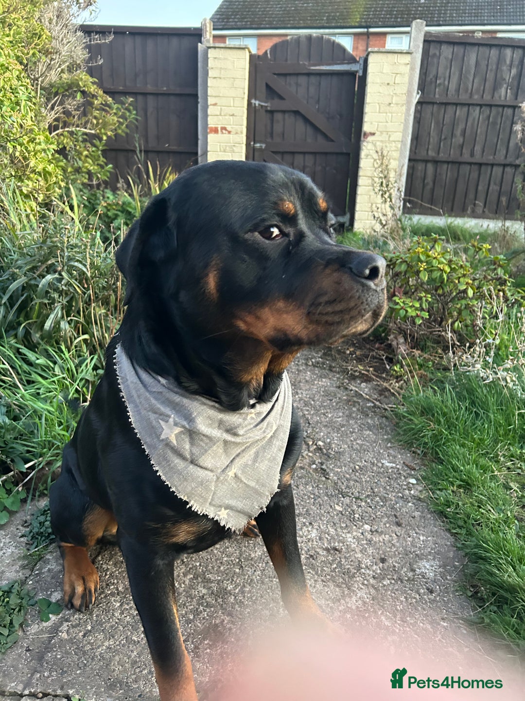 Rottweiler dogs for stud: For Stud - Image 3