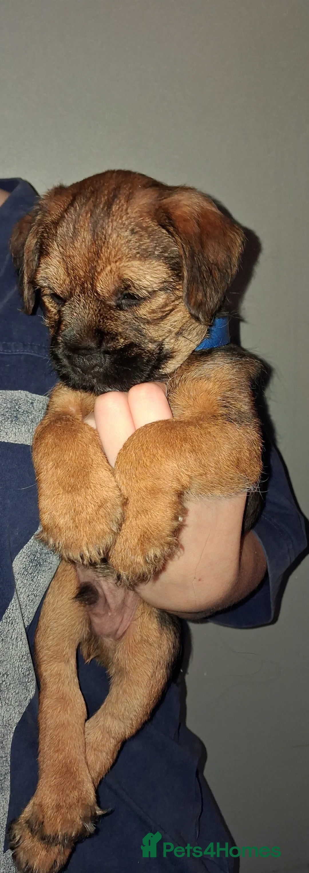 Border Terrier dogs for sale: Kc Reg Border Terrier Puppies  - Advert 13