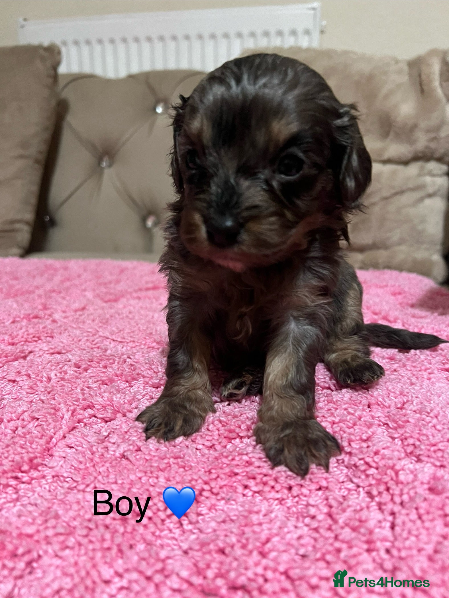 Cavapoo dogs Health tested cavapoos ready 16th February 🐶 - Advert 2