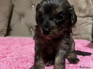 Cavapoo dogs Health tested cavapoos 4 remaining 🐶 - Advert 4