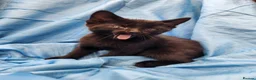Mixed Breed cats for sale: Beautiful litter of mixed kittens  in Harpenden - Advert 9