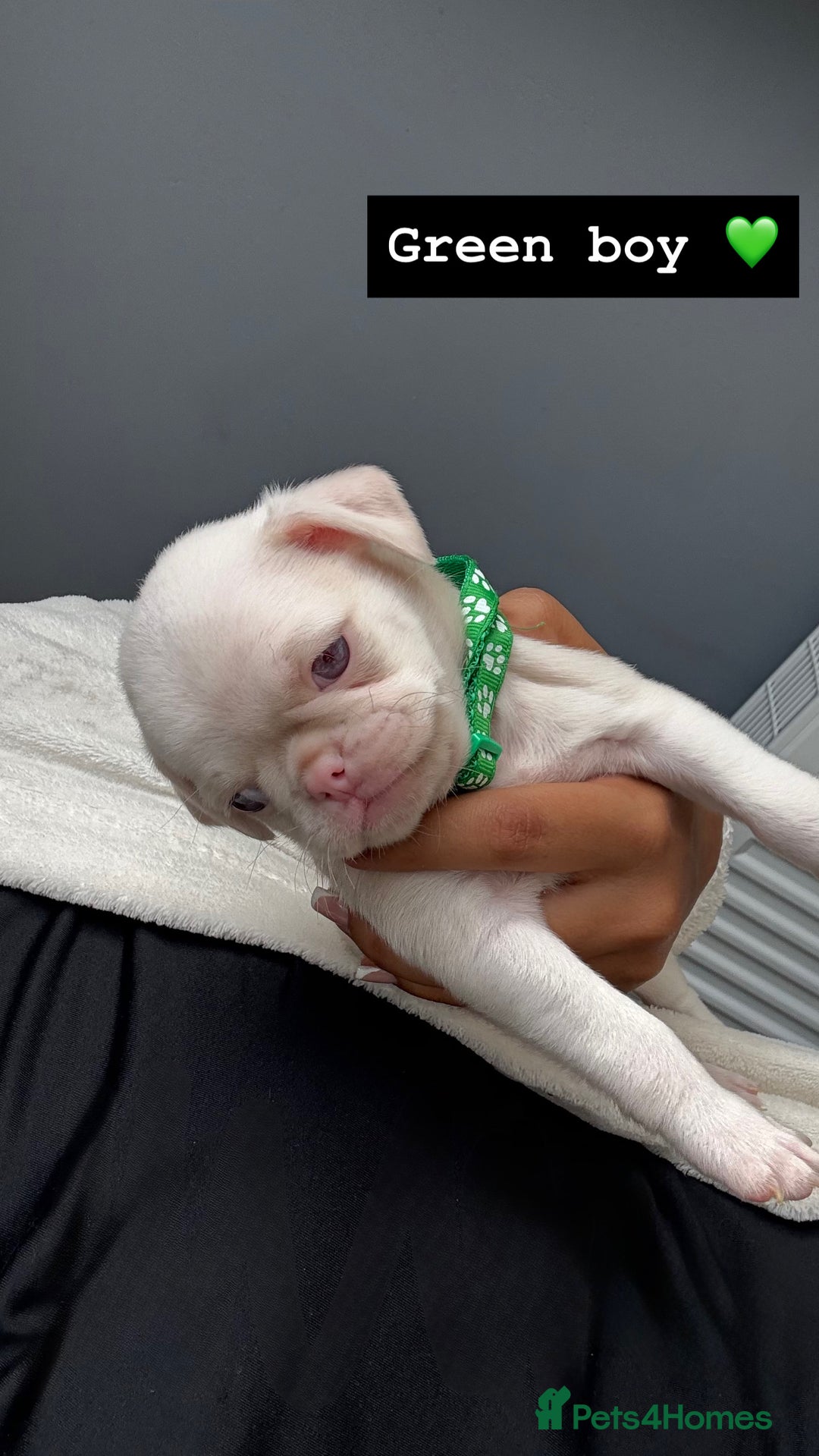 Pug dogs for sale: 7 boys ready to go next week!!!🩵 - Image 10