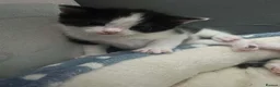Mixed Breed cats for sale: Kittens for sale  in Middlesbrough - Advert 3