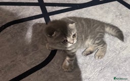 Scottish Fold cats for sale: Scotish kitten  - Image 4