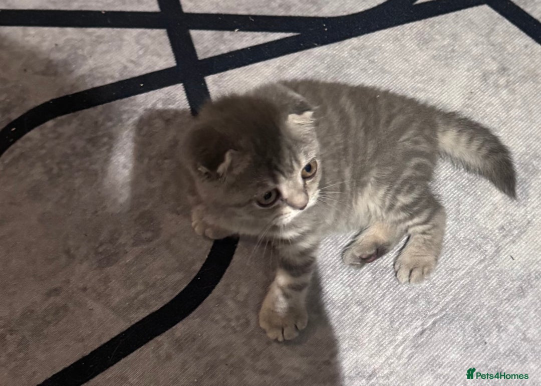 Scottish Fold cats for sale: Scotish kitten  - Image 4