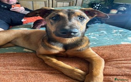 Mixed Breed dogs for sale: Friendly girl - Image 9