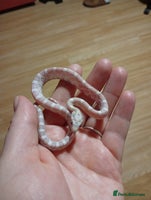 Corn Snake reptiles Baby corn snakes - Advert 3