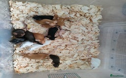 Mouse rodents for sale: Pretty fancy mice in Bridgwater - Image 4