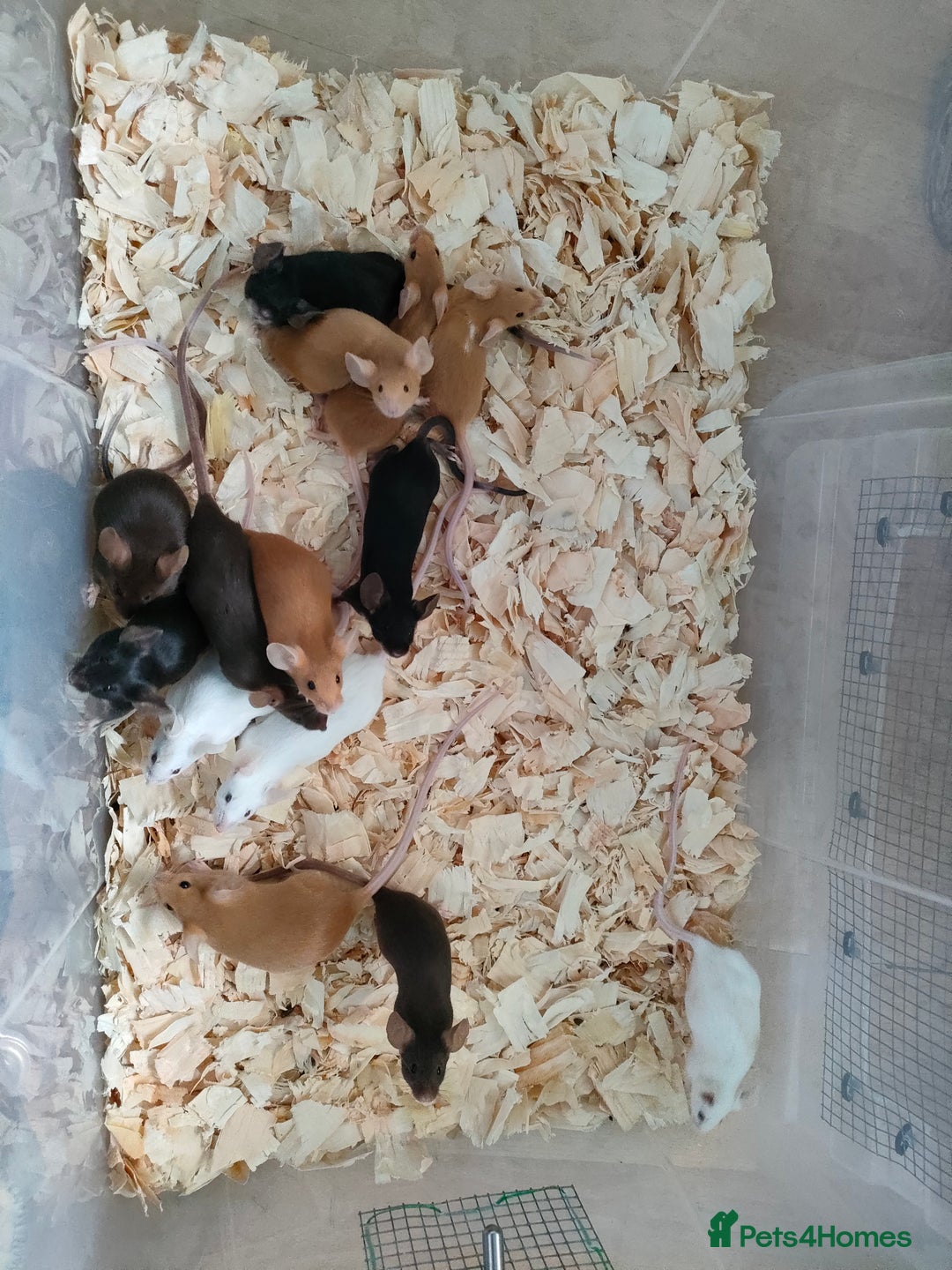 Mouse rodents for sale: Pretty fancy mice in Bridgwater - Image 4