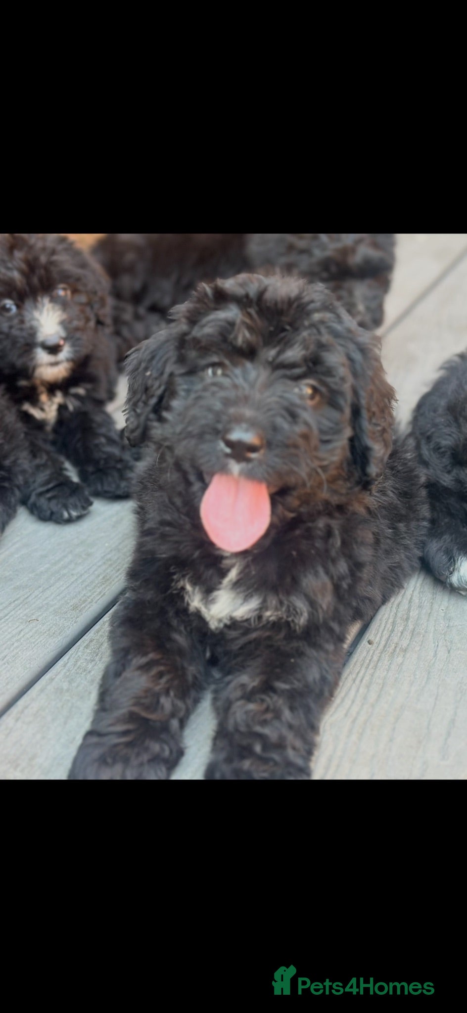 Bernedoodle dogs F1 STANDARD BERNADOODLES LAST 2 B/W GIRLS REDUCED - Advert 2