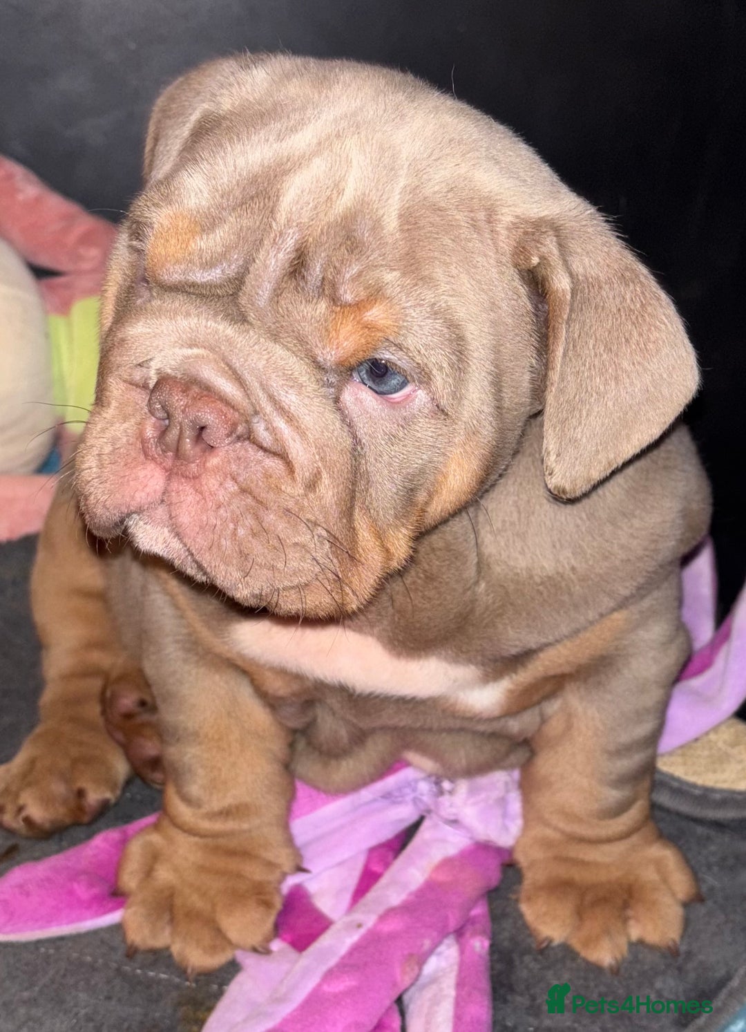 English Bulldog dogs for sale: 2 English bulldog 'lilac' puppies READY 8TH DEC 25 - Advert 32
