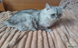 Persian cats for sale: Chinchilla persian 1 year. £250 - Image 8