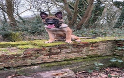 Mixed Breed dogs for sale: Bear The Belgian Shepard  - Image 1