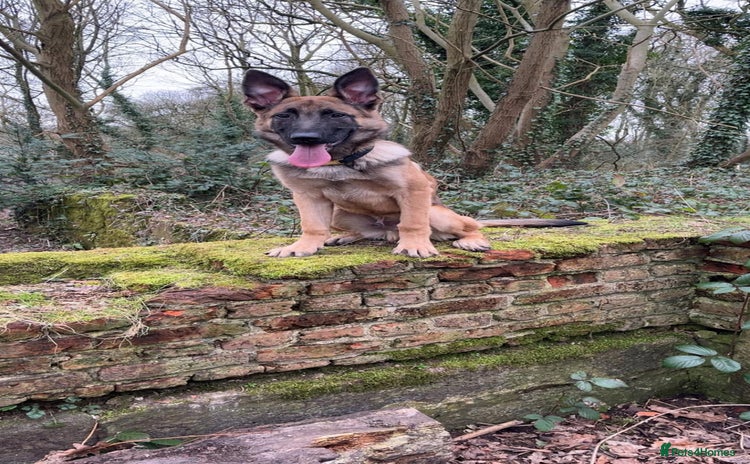 Mixed Breed dogs - Advert 6