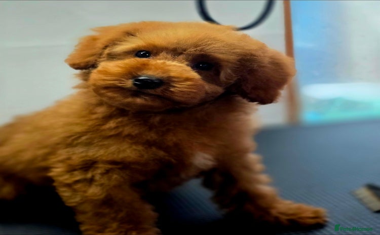 Miniature Poodle dogs - Advert 3