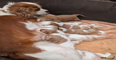 Cavalier King Charles Spaniel dogs - Advert 8