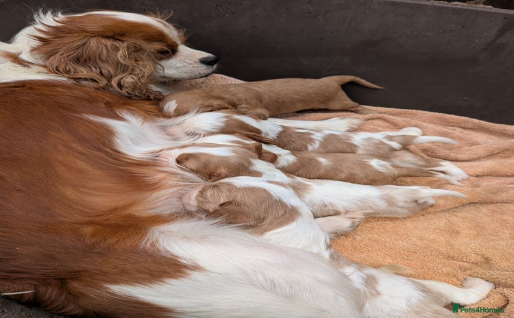 Cavalier King Charles Spaniel dogs - Advert 8