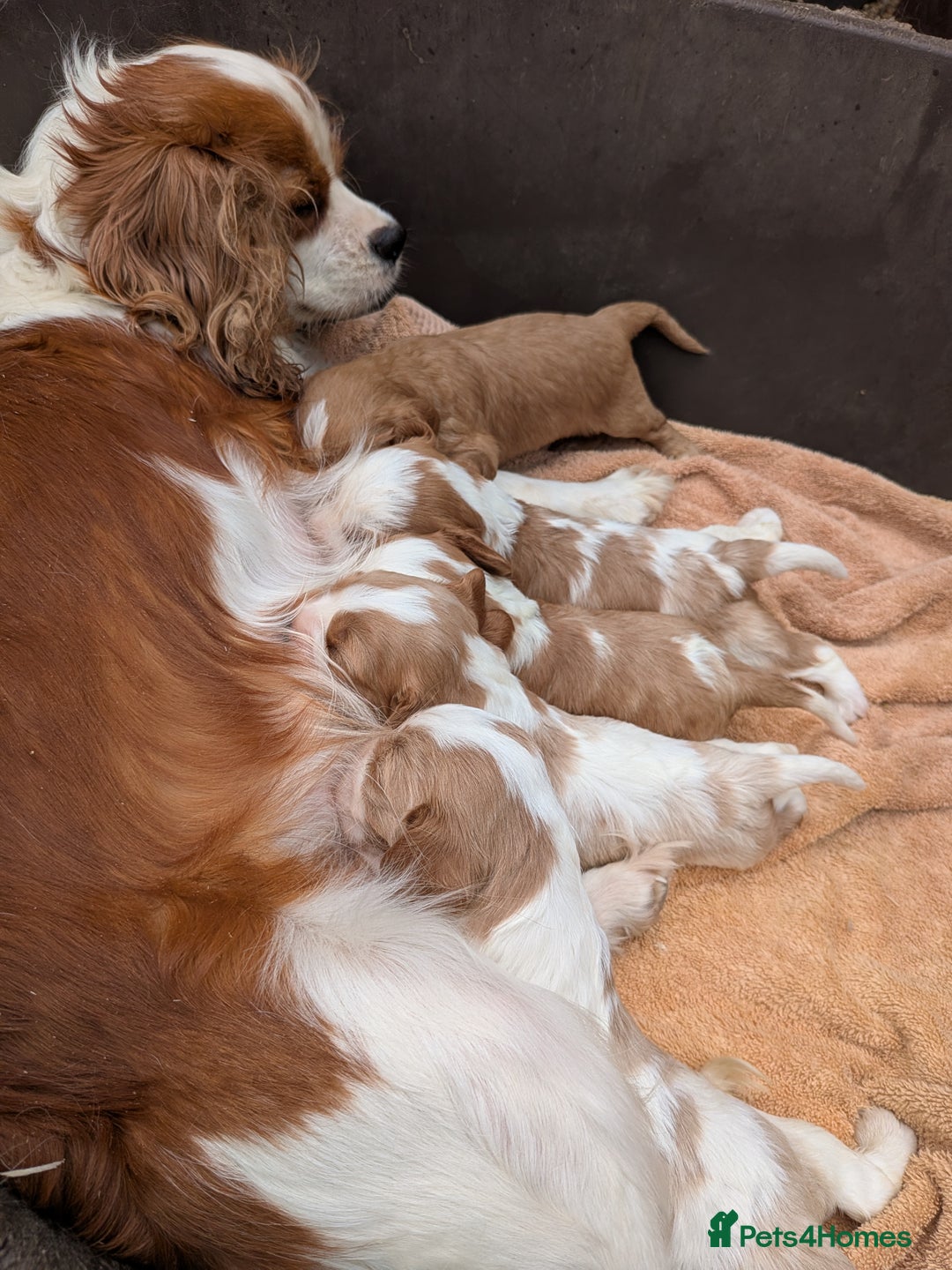 Cavalier King Charles Spaniel dogs for sale: Stunning cavalier puppies  - Image 1