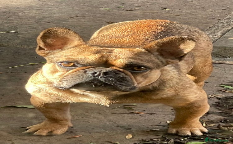 French Bulldog dogs - Advert 2