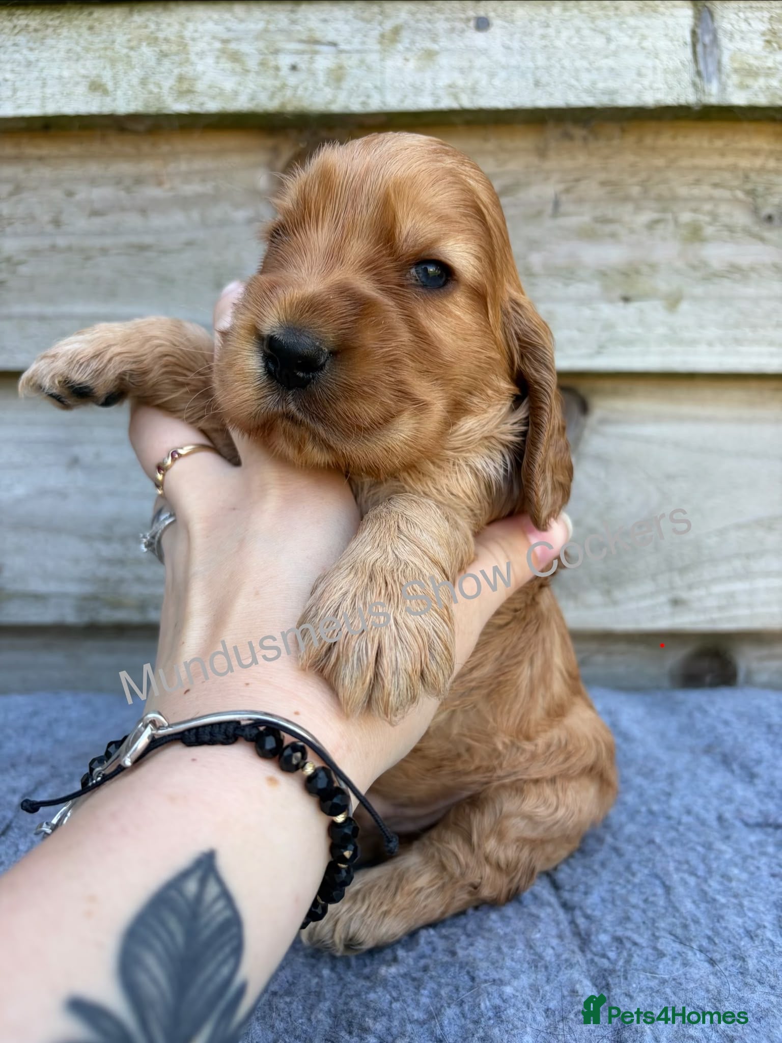 Cocker Spaniel dogs for sale: show quality gold boy and black boy - Advert 2