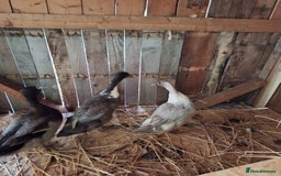 Ducks poultry for sale: Ducks available  - Image 3