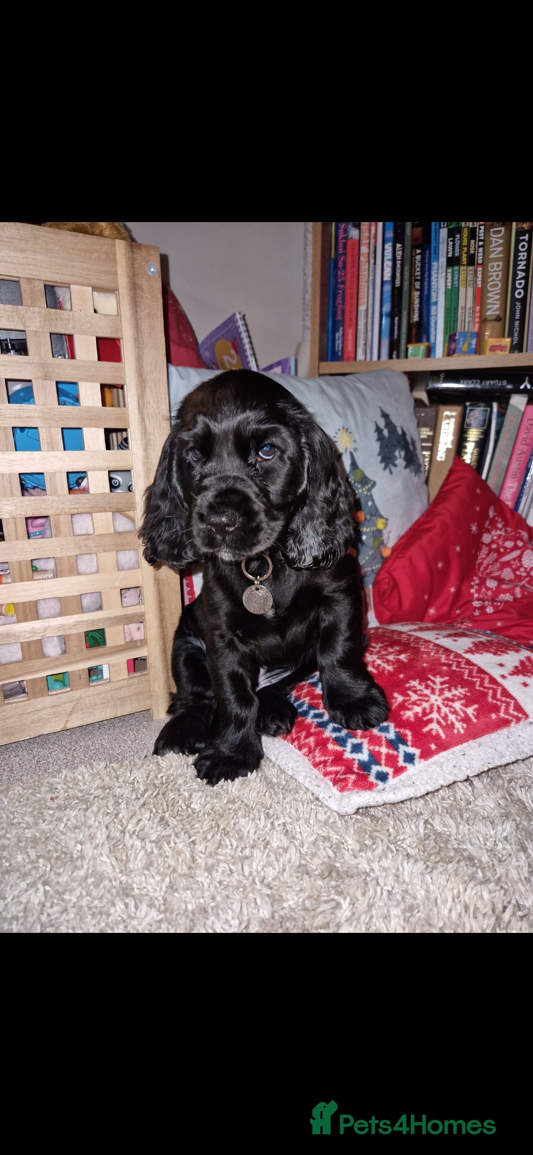 Cocker Spaniel dogs for sale: Loki  - Image 3