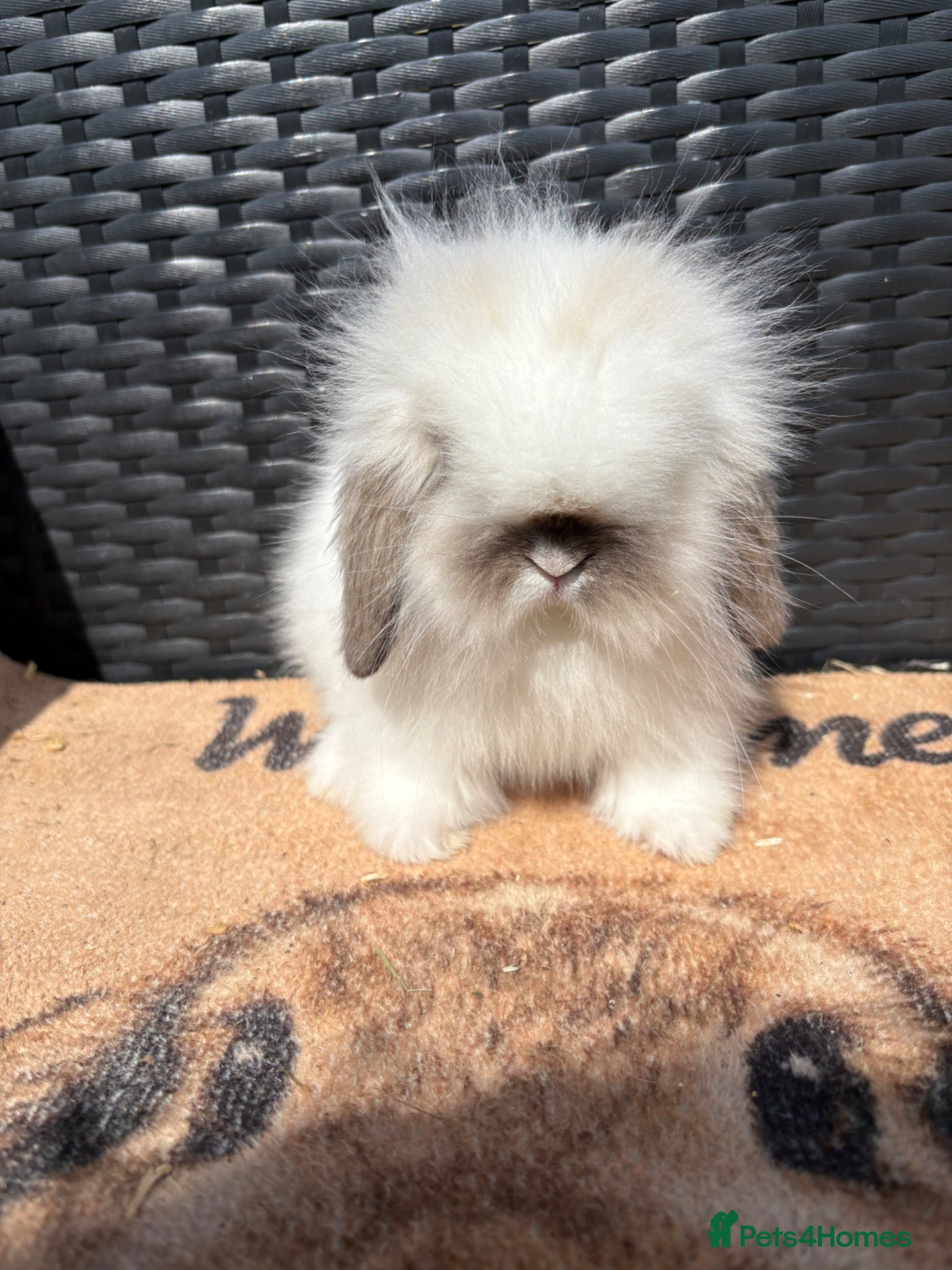 Mini Lion Lop rabbits UPDATED 02/05 ready now lionlops - Advert 1