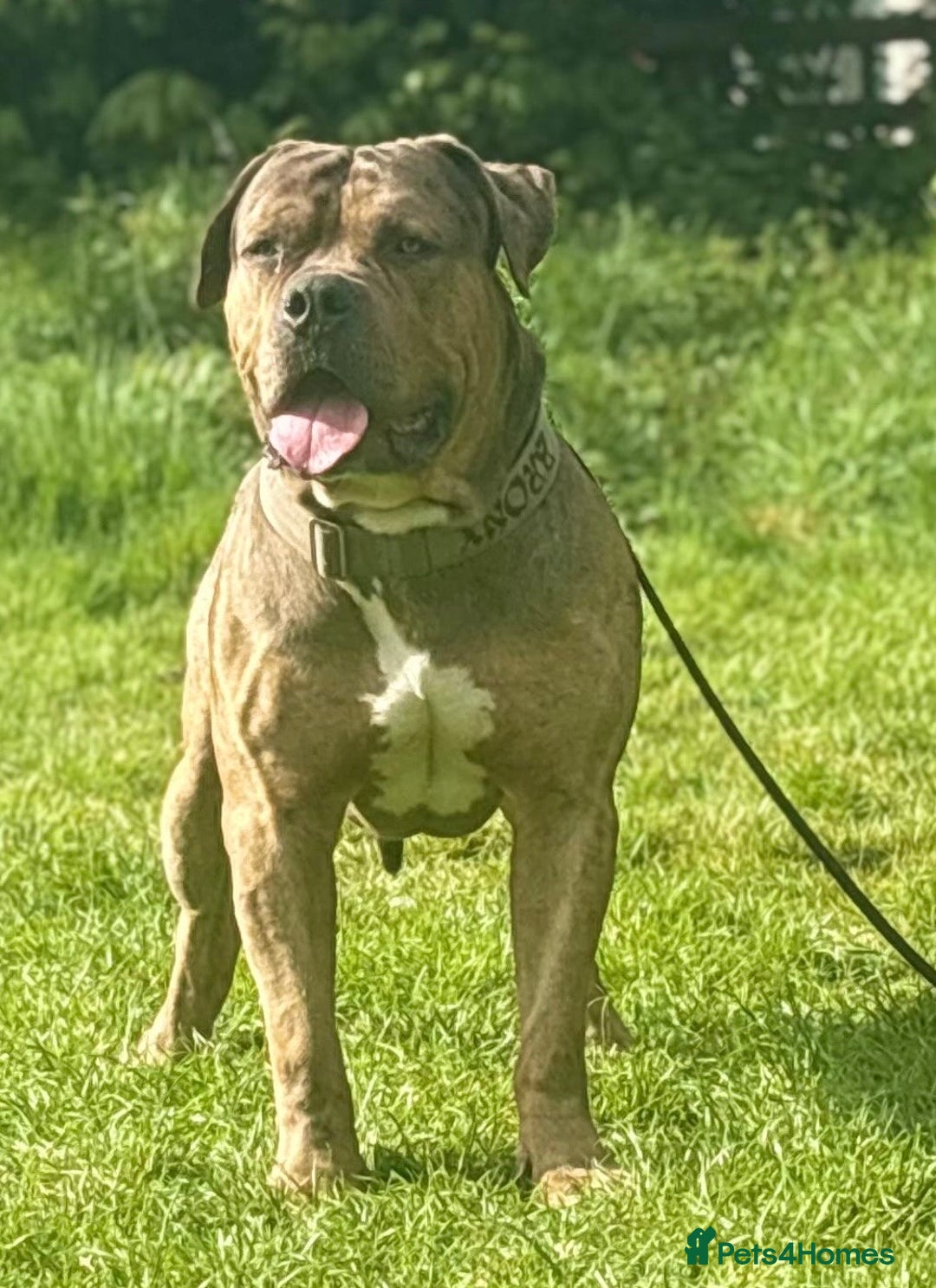American Bulldog dogs for sale: Jhonson American Bulldog Merle Male (Kayos)  - Image 13