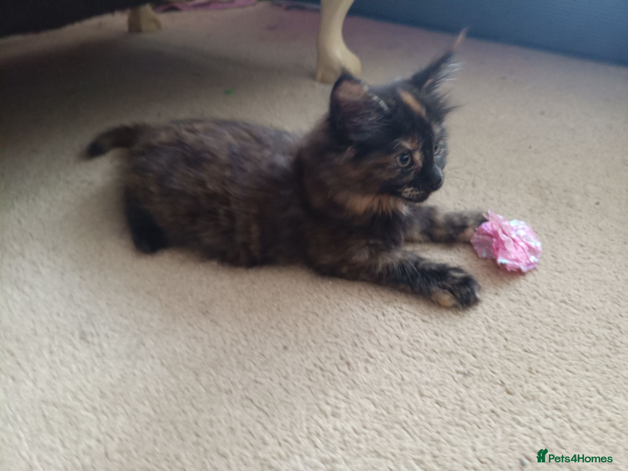 Maine Coon cats BIG Boys and Tortie girls 😍 - Advert 2