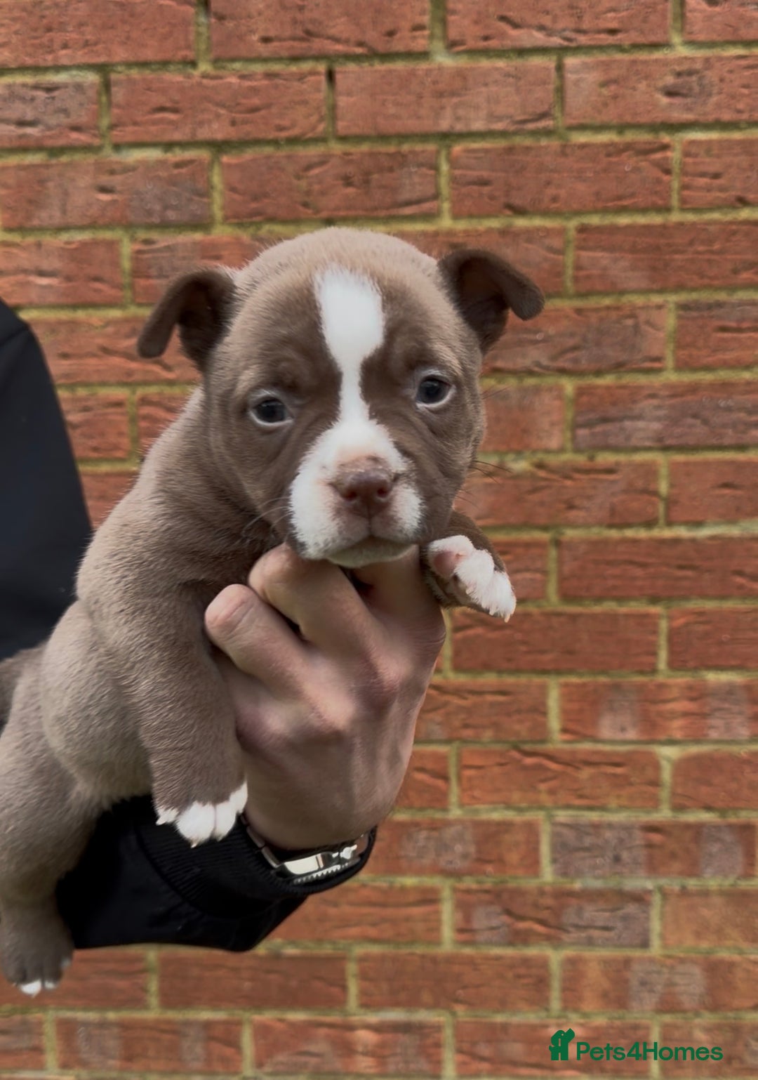 American Bully dogs for sale: American Pocket Bully VERY HIGH QUALITY  - Advert 10