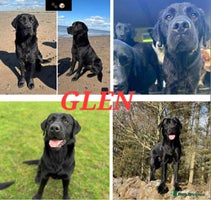 Labrador Retriever dogs - Advert 8