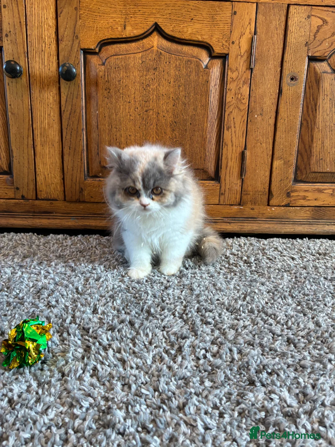 British Shorthair cats for sale: READY TO LEAVE 1 LOVELY KITTEN - Advert 2