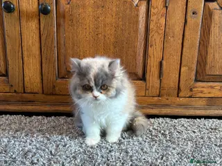British Shorthair cats READY TO LEAVE 2 LOVELY KITTENS - Advert 18