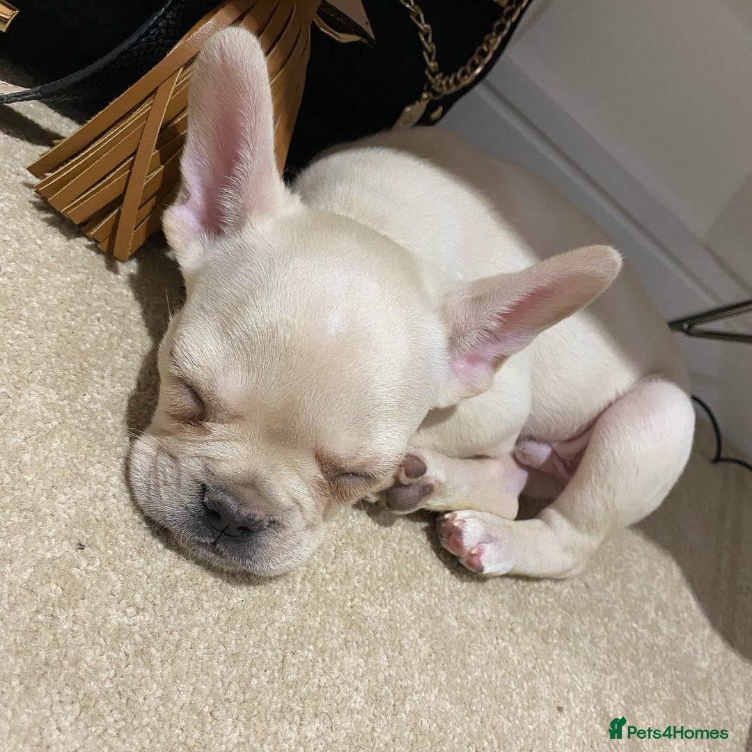 French Bulldog dogs for stud: 🔥 SIMBA 🔥 French Bulldog for Stud - Advert 18