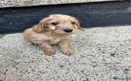 Cockapoo dogs for sale: BEAUTIFULL F1 COCKAPOO PUPPYS - Advert 17