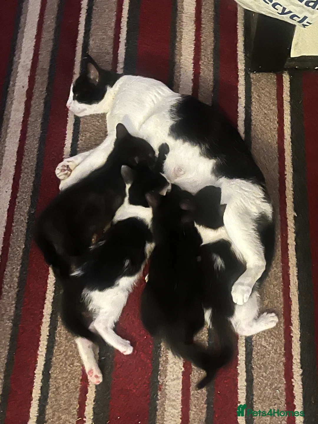 Mixed Breed cats for sale: Adorable kittens READY NOW  - Advert 1